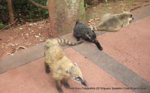 Coati
