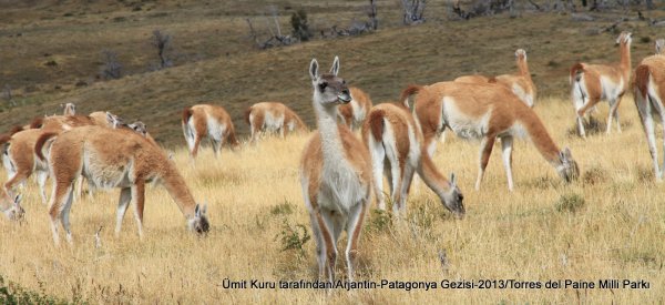 Guanaco IMG_9625