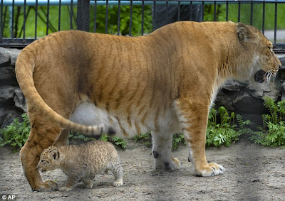 Foto kaynak http://www.sampspeak.in/2013/07/altering-germ-line-3-parent-babies.html