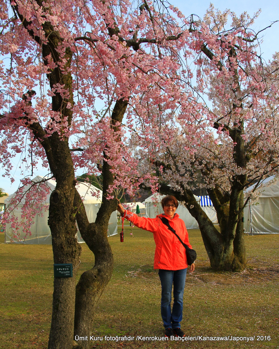 Sakura Zamanı Japonya: Kanazawa-Kyoto | GEZEKALIN