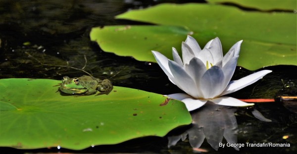 private-guided-tour-in-danube-delta-005